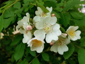 Multiflora Rose