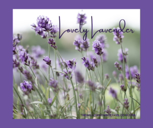 Lovely Lavender