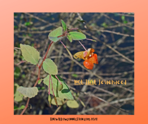 Jewelweed