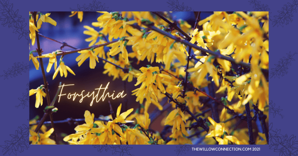 Forsythia