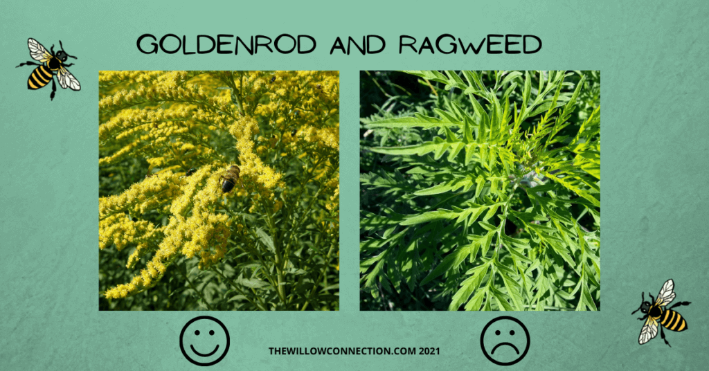 Goldenrod vs. Ragweed