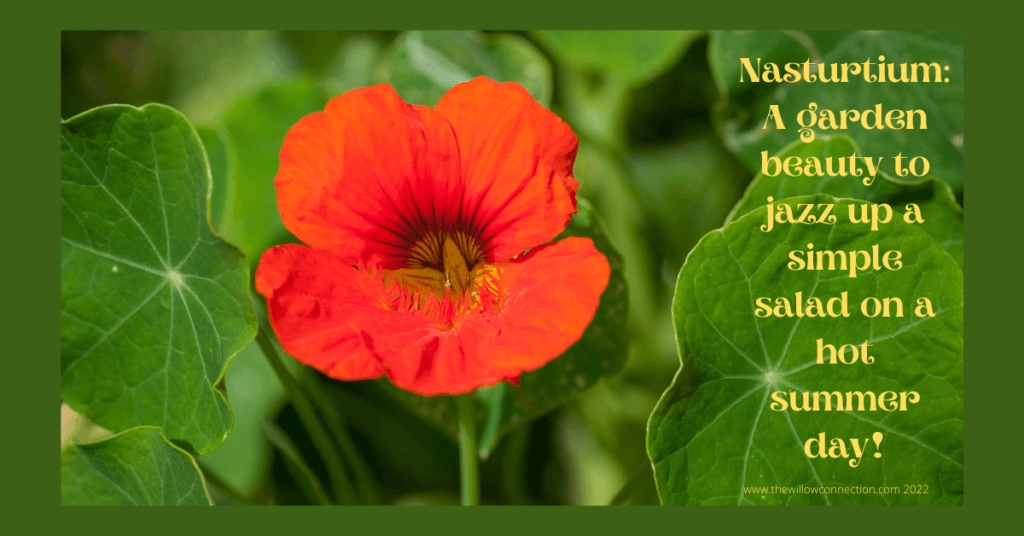 Nasturtium