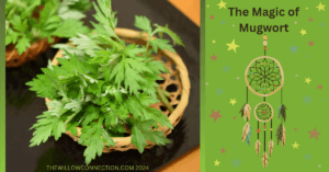 The Magic of Mugwort