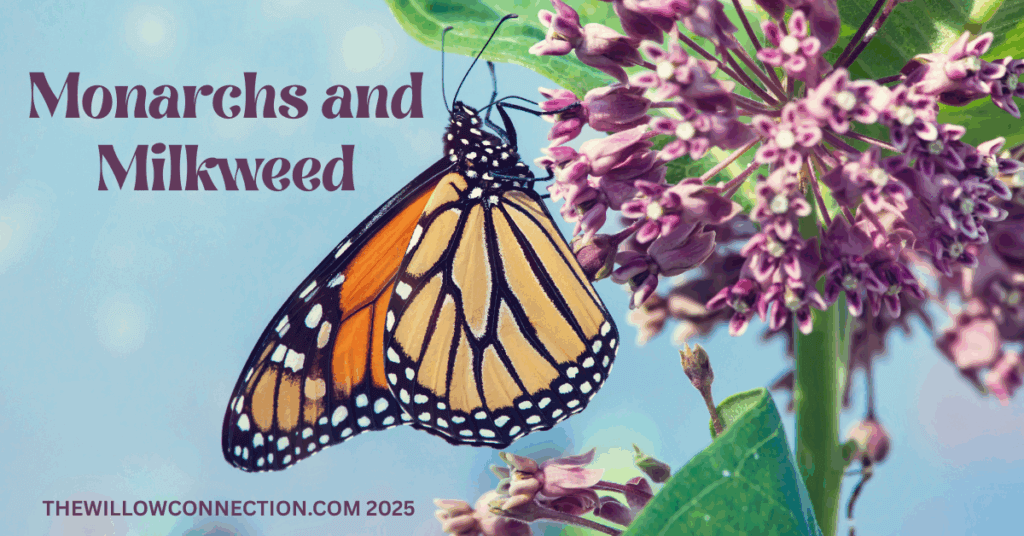 Monarchs and Milkweed