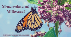 Monarchs and Milkweed