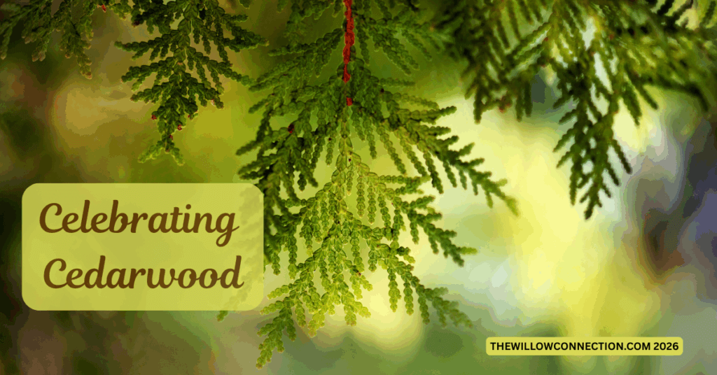 Celebrating Cedarwood